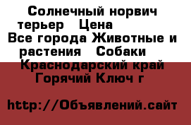 Солнечный норвич терьер › Цена ­ 35 000 - Все города Животные и растения » Собаки   . Краснодарский край,Горячий Ключ г.